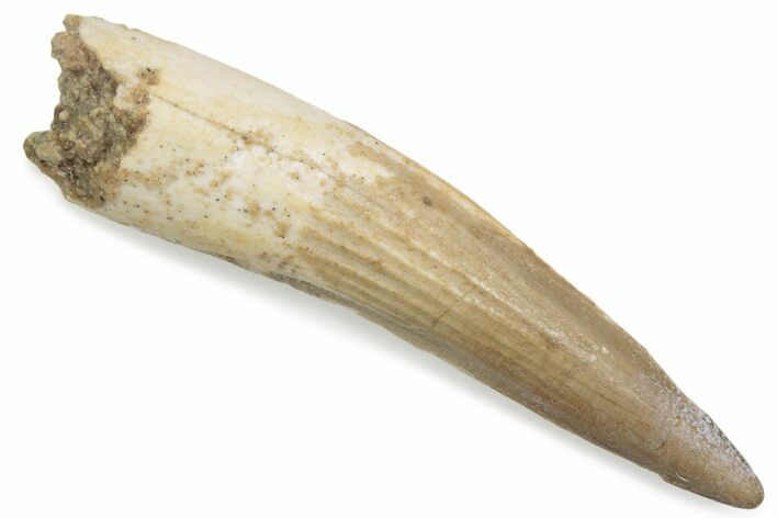 Fossil Spinosaurus Tooth - Real Dinosaur Tooth #376580